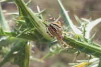 Aculepeira armida