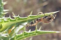 Aculepeira armida