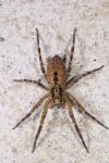 Zoropsis spinimana