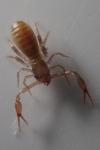 Chthonius ischnocheles