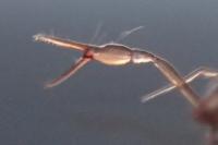 Chthonius ischnocheles