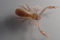 Chthonius ischnocheles