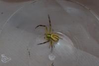Misumena vatia