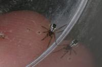 Mangora acalypha