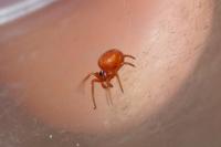 Hypsosinga sanguinea