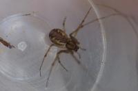 Linyphia triangularis