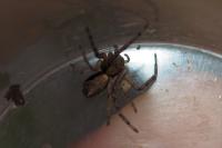 Tmarus
