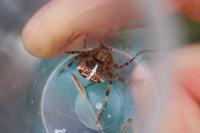 Araneus diadematus