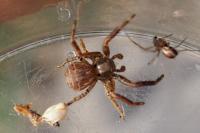 Xysticus