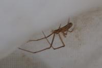 Tetragnatha