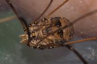 Leiobunum blackwallii