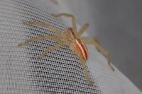 Micrommata