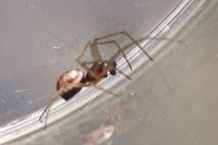 Linyphiidae