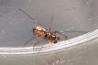 Linyphiidae