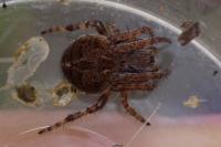 Agalenatea redii