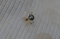 Paidiscura pallens