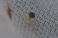 Paidiscura pallens