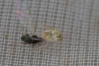 Paidiscura pallens