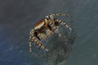 Evarcha falcata