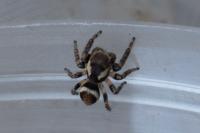 Evarcha falcata