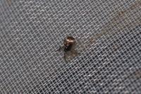 Theridiosoma gemmosum
