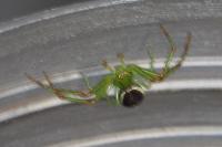 Diaea dorsata