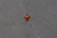 Theridula gonygaster