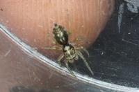 Phintella castriesiana