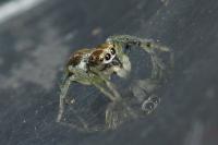 Phintella castriesiana