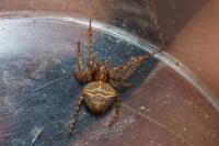Gibbaranea bituberculata
