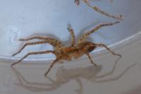 Anyphaena accentuata