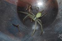Misumena vatia
