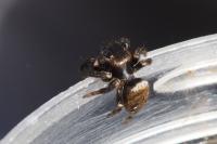 Evarcha arcuata