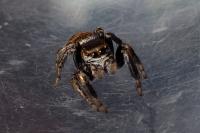 Evarcha arcuata