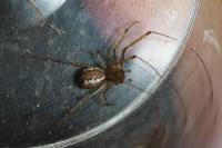 Linyphia triangularis