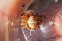Araneus diadematus