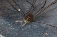 Leiobunum blackwallii