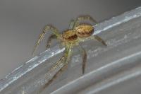 Philodromus