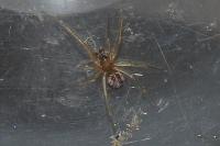 Linyphiidae