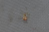 Theridiidae