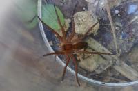 Dolomedes fimbriatus / Dolomedes plantarius