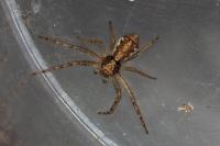 Tmarus