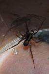 Pardosa