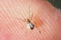 Mangora acalypha