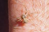 Xysticus