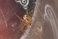 Oxyopes