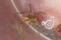 Oxyopes