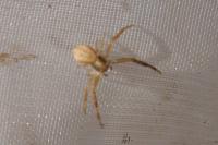 Runcinia grammica