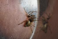 Cyclosa conica / Cyclosa algerica