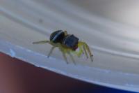 Heliophanus